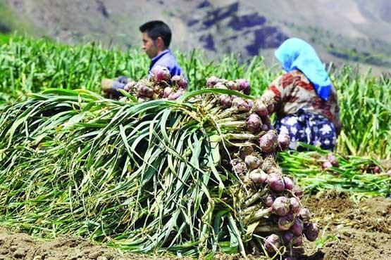 پیش بینی برداشت 46 هزار تن سیر از مزارع استان همدان پیش بینی برداشت 46 هزار تن سیر از مزارع استان همدان