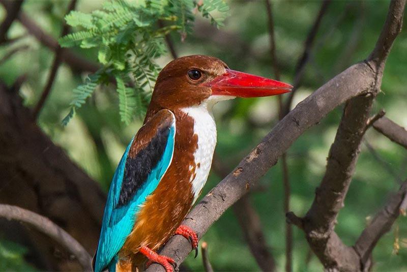 تماشای پرندگان نادر در پارک ملی کلادو در هند