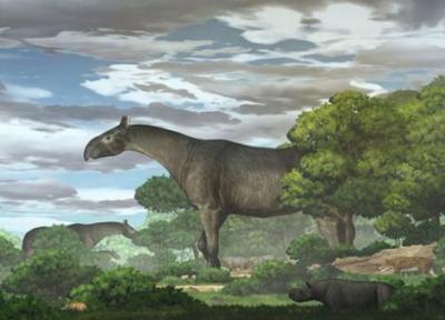 کشفِ فسیلِ 26 میلیون ساله یک کرگدن