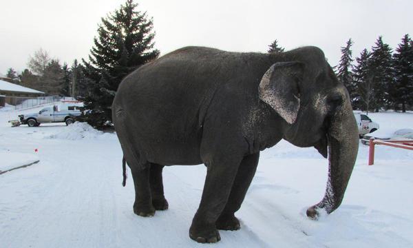 روزگار سخت یک فیل در دمای منفی 20 درجه