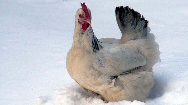 لحظه روبرو شدن مرغ ها با برف