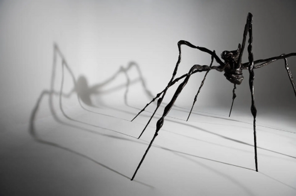عنکبوت غول پیکر که رکورد جهانی را شکست