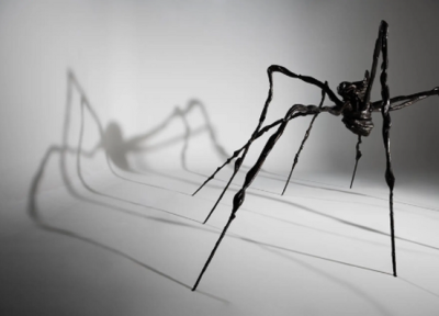 عنکبوت غول پیکر که رکورد جهانی را شکست